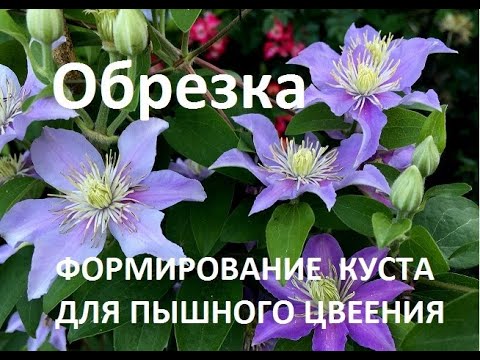 Видео: Как  обрезать клематисы 1, 2 и 3 группы. Формируем куст, чтобы цветение было обильным и долгим..