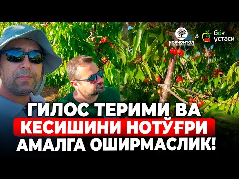 Видео: КГБ УСУЛИДА КАТТА БЎЛГАН ГИЛОСНИ ҚАЕРИДАН МЕВА ОЛАМИЗ? | ШУҲРАТ АБРОРОВ  #shuhratabrorov #kgb #gilos