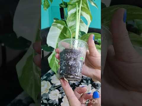 Видео: 5 ноября 2025 г.N°- 127.ҚИСҚАЧА МАЪЛУМОТЛАР