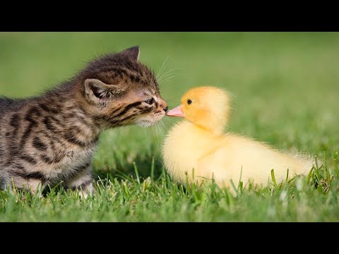 Видео: Я РЖАЛ ДО СЛЕЗ 😹 СМЕШНЫЕ КОШКИ И СОБАКИ | СМЕШНЫЕ ЖИВОТНЫЕ 2023 😹 ЛУЧШИЕ ПРИКОЛЫ #73