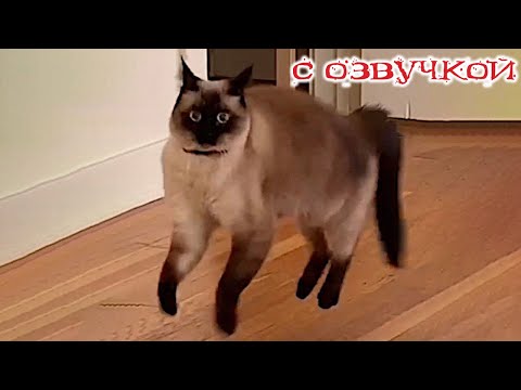 Видео: Приколы с котами! С ОЗВУЧКОЙ! Смешные коты - Самые смешные животные!