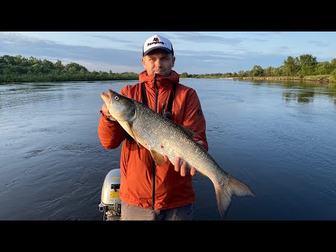 Видео: Летняя рыбалка на Припяти | Джиг с лодки | Ловля судака, жереха, сома