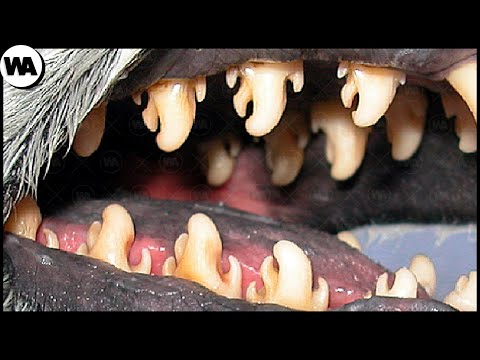 Видео: Вот Как Эволюция Предотвращает Вымирание Животных