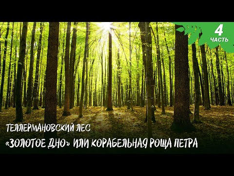 Видео: «Золотое дно»