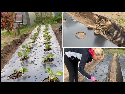 Видео: Високі грядки для Полуниці Висаджуємо Секрети