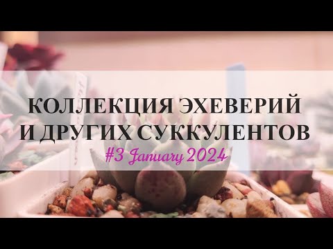 Видео: Коллекция суккулентов (эхеверии) 🌱 Sweet Succulents #3