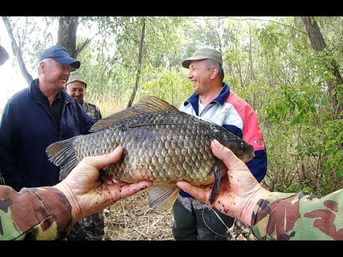 Видео: Ловля крупного карася , Карась на спиннинг , Самая лучшая снасть на карася и карпа / Карась и карп