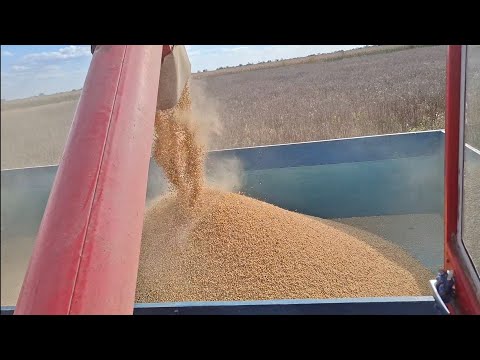 Видео: Молотимо сою у 2025