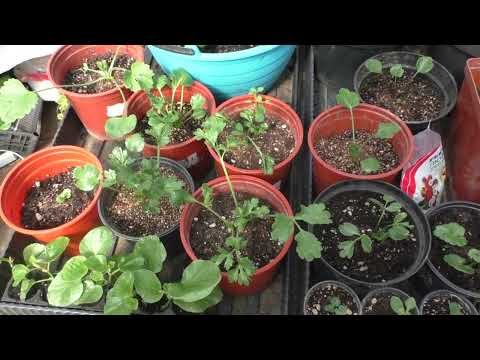 Видео: И снова ранункулюсы. Уход, полив, подкормки в апреле