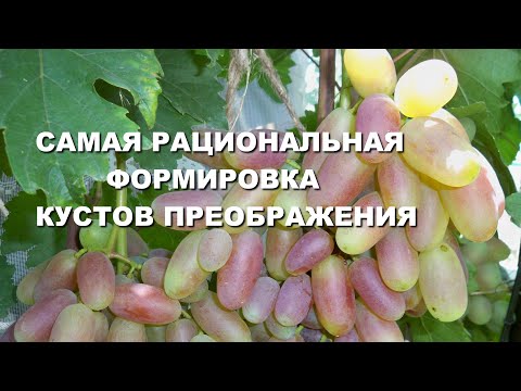 Видео: САМАЯ РАЦИОНАЛЬНАЯ ФОРМИРОВКА КУСТОВ ПРЕОБРАЖЕНИЯ