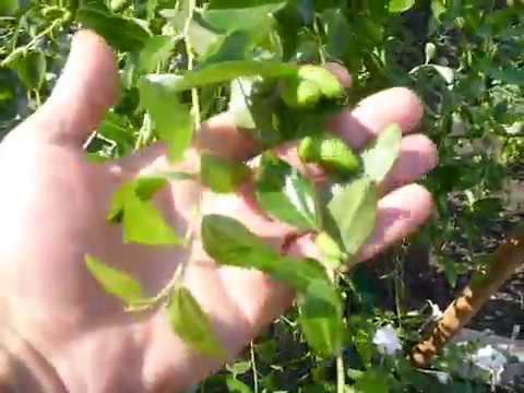 Видео: Зизифус, Унаби, Китайский финик!