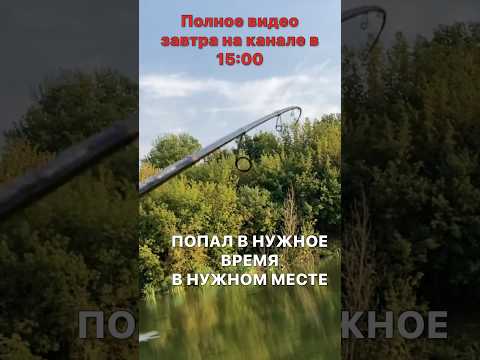 Видео: АКТИВНАЯ ЩУКА НАЧАЛА СЕБЯ ПРОЯВЛЯТЬ. Рыбалка со спиннингом на озере #рекомендации #shorts #щука