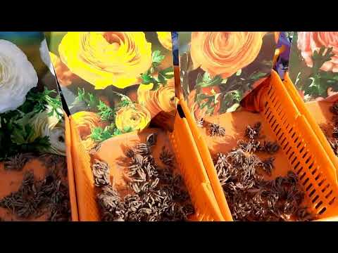 Видео: Ярмарка цветов. цены на цветы. 09.07.2022.