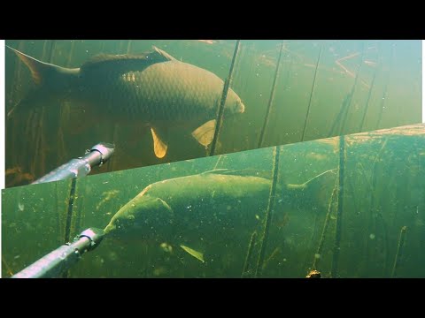 Видео: Подводная охота. Давно забытые места