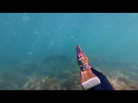 Видео: Подводная охота в Чёрном море. Корейский окунь