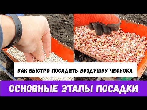 Видео: КАК БЫСТРО ПОСАДИТЬ ВОЗДУШКУ ЧЕСНОКА.  ОСНОВНЫЕ ЭТАПЫ ПОСАДКИ