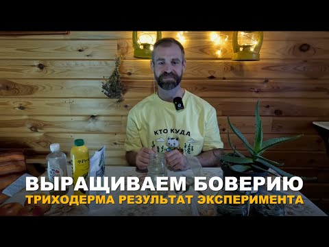 Видео: БЕСКОНЕЧНЫЙ ЗАПАС БОВЕРИИ. Выращиваем боверию дома сами. Результат эксперимента с триходермой.