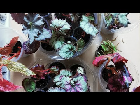 Видео: #4 Распаковка посылки с бегониями и фиалками 9.07. 24