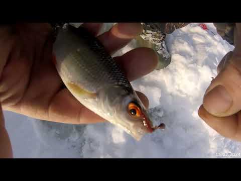 Видео: Глухозимье!!А, рыба то, клюёт!!!