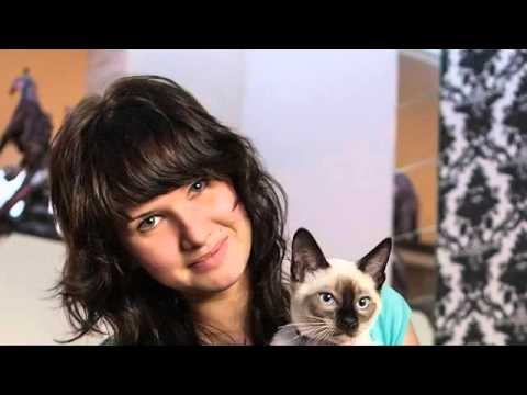 Видео: Меконгский бобтейл - детки Кофеин Прайд в новых семьях!