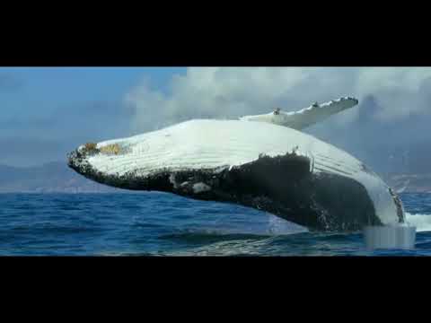 Видео: И. Сталь / Человек разумный