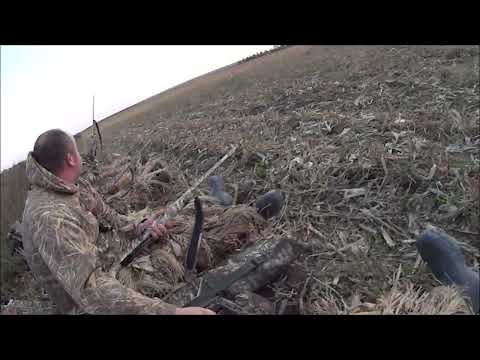 Видео: Шикарная охота на утку, на кукурузном поле!!!