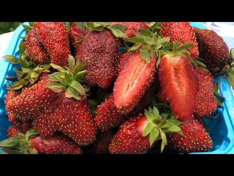 Видео: Купчиха. Способ посадки необычный -урожай приличный )