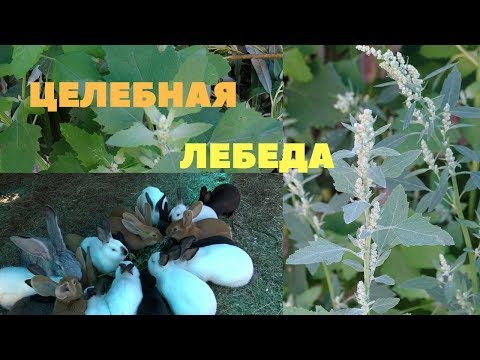 Видео: Лебеда - полезный сорняк для кроликов и людей