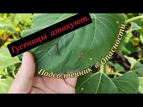 Видео: Гусеницы  напали на подсолнечник!😱🥺Как выглядит  поздний посев подсолнечника.?