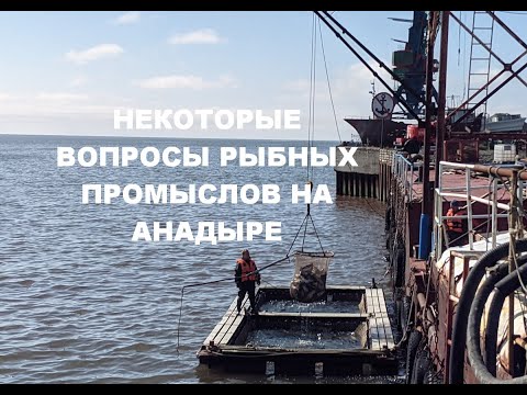 Видео: Некоторые вопросы рыбных промыслов на Анадыре