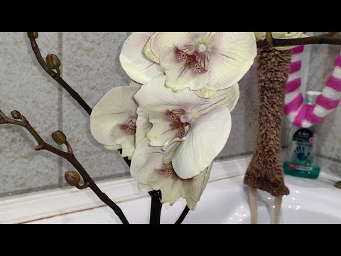 Видео: Орхидеи 😍 сногсшибательные орхидеи получила, просто восторг😍😍😍👍👍👍
