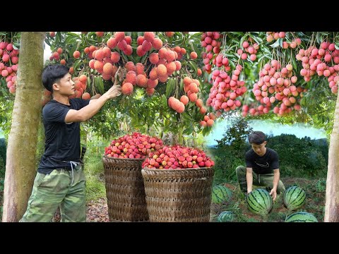 Видео: Урожай крупных личи раннего сезона, сливы, бананы, арбузы для продажи на рынке. New house