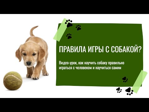 Видео: Правила игры с собакой: мини-урок