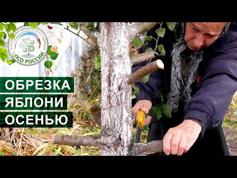 Видео: ОБРЕЗКА ЯБЛОНИ ОСЕНЬЮ. КАК ПРАВИЛЬНО ОБРЕЗАТЬ ЯБЛОНЮ ОСЕНЬЮ.