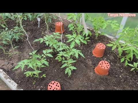 Видео: ТРИ ТОМАТА В ОДНУ ЛУНКУ. ОТЛИЧНЫЙ РЕЗУЛЬТАТ. СУПЕР УРОЖАЙ.