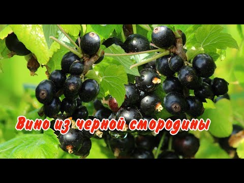 Видео: ВИНО из ЧЕРНОЙ СМОРОДИНЫ  -  ВКУСНЫЙ РЕЦЕПТ