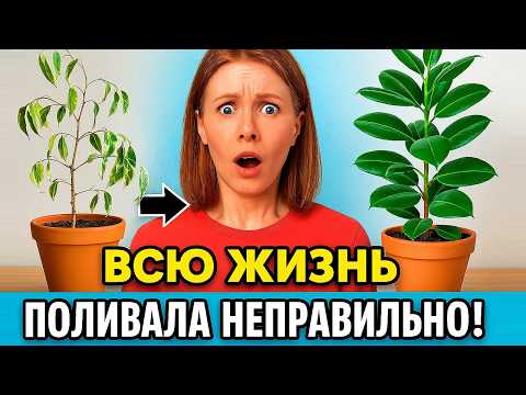 Видео: НЕ ПОЛИВАЙ ФИКУС, ПОКА НЕ УЗНАЕШЬ ЭТО! 🌿 ВЕСНОЙ, ЛЕТОМ, ОСЕНЬЮ, ЗИМОЙ — КАК ПОЛИВАТЬ ФИКУС ПО МЕСЯЦА