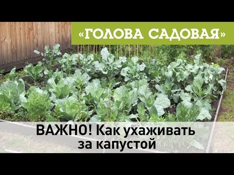 Видео: Голова садовая - ВАЖНО! Как ухаживать за капустой