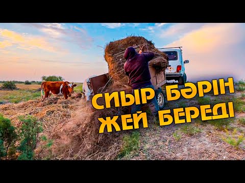 Видео: Жылқы жемеген шөпті далаға лақтырып жатырмын. Сиыр жылқы жемеген шөпті жейді екен.