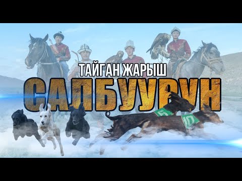 Видео: ТАЙГАН ЖАРЫШ / САЛБУУРУН