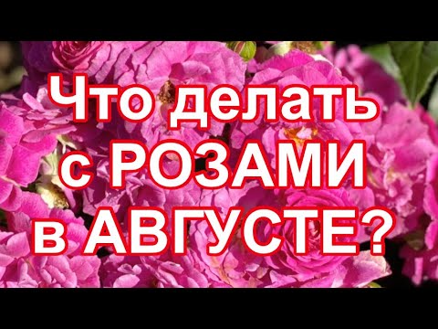 Видео: РОЗЫ. ЧТО ДЕЛАТЬ С РОЗАМИ В АВГУСТЕ?   Гортензия метельчатая "Лаймлайт"