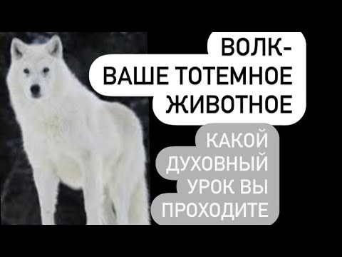 Видео: Волк- тотемное животное# какие уроки несёт в вашу жизнь#