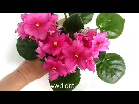 Видео: ЛИШНИЕ ЦВЕТУЩИЕ ФИАЛКИ.