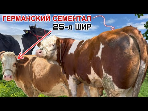 Видео: СЕМЕНТАЛХОИ ЭЛИТА 