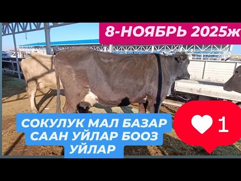 Видео: СААН УЙЛАР СОКУЛУК МАЛ БАЗАР 8-НОЯБРЬ 2025ж 