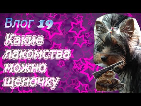 Видео: Вкусняшки - какие можно щенку йорка?