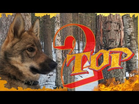 Видео: Западно-Сибирская Лайка по кличке ТОР.Часть 2