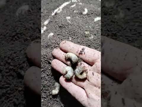 Видео: Пятый цикл окончен. Что дальше?