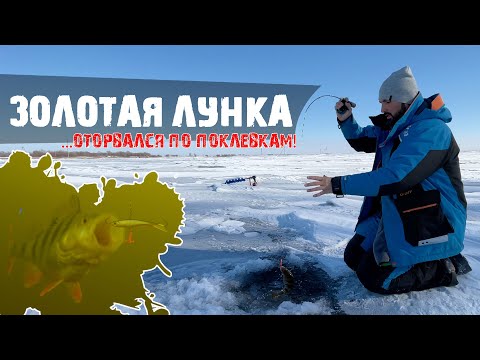 Видео: ОКУНЯ много и он клюет, нашел ЗОЛОТУЮ ЛУНКУ! Ловля окуня на балансир!