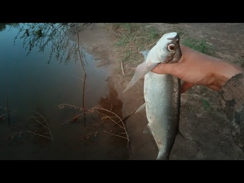 Видео: ЧЕХОНЬ НА ВОБЛЕР В МАЕ ловля на спиннинг